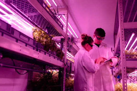 Design engineers inspecting crops