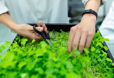 Design engineer trimming crops